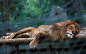 Animals dying of starvation Venezuela Zoo